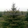 picea (20)